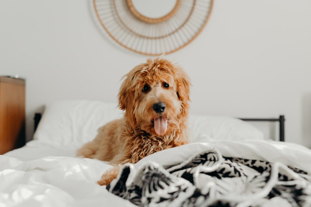 goldendoodle dog laying on bed