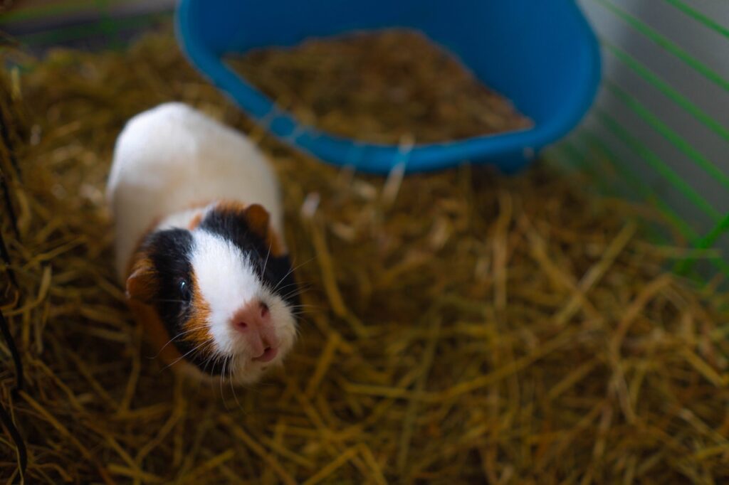 Guinea Pig Cage with accessories