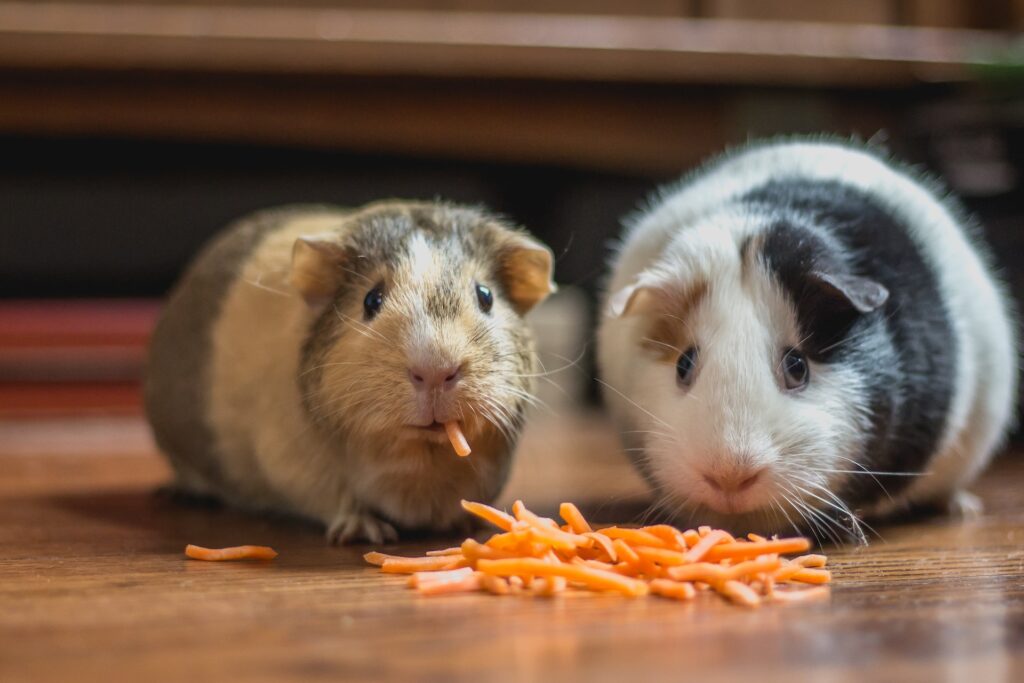 healthy diet for guinea pig