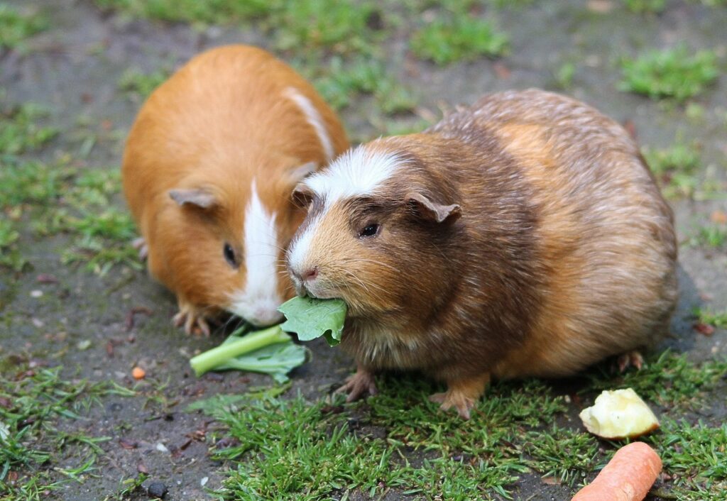 Guinea pig eating diet for guinea pig