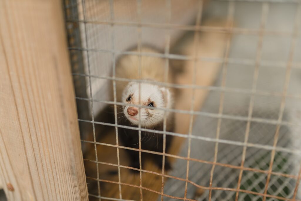 a ferret in a cage