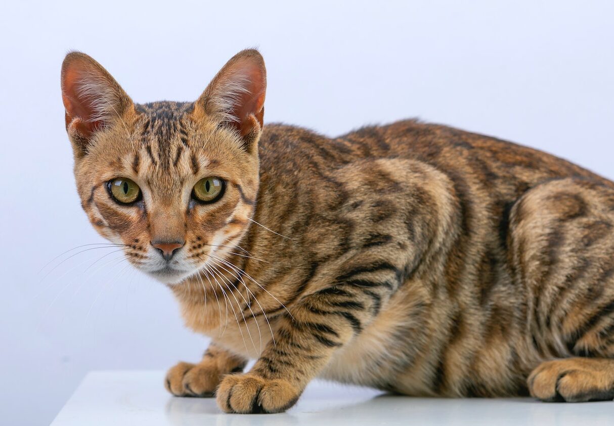 bengal cat breed hypoallergenic cats breeds