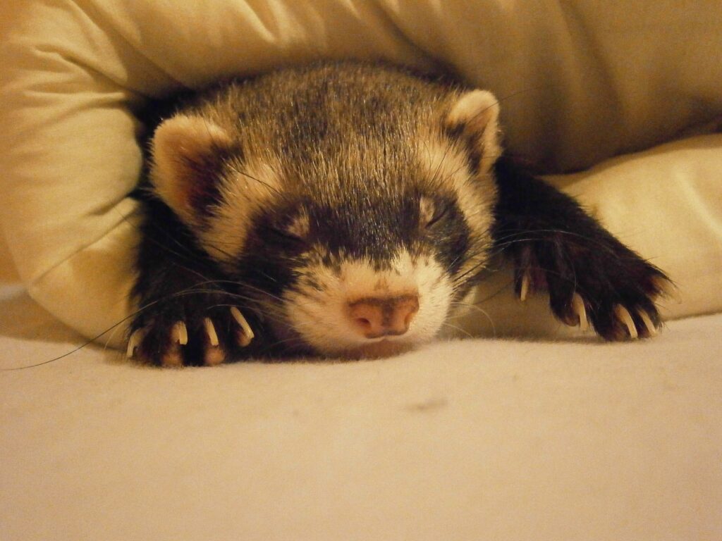 black footed ferret sleeping