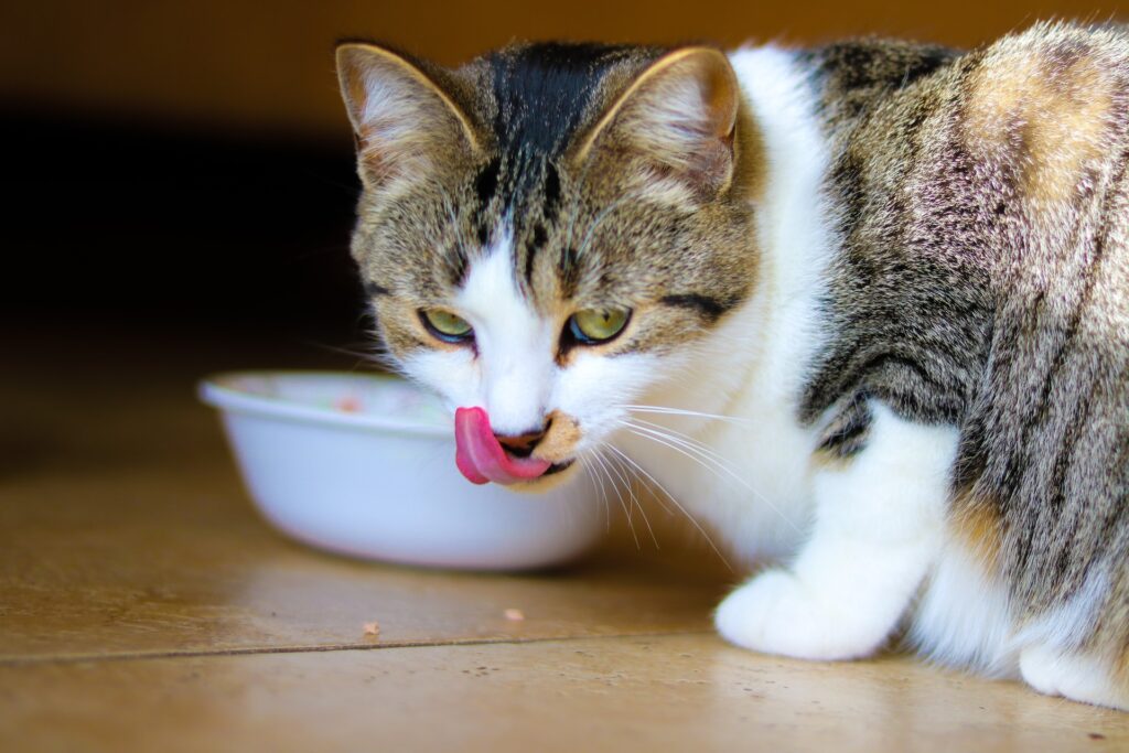 cat licking eating wet cat food