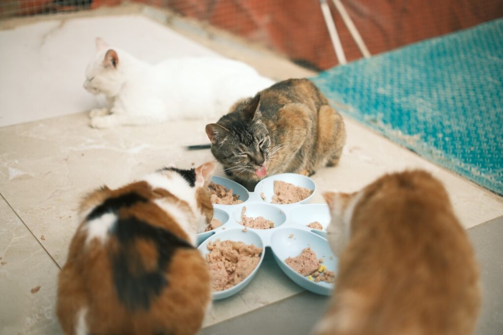 cats eating wet cat food