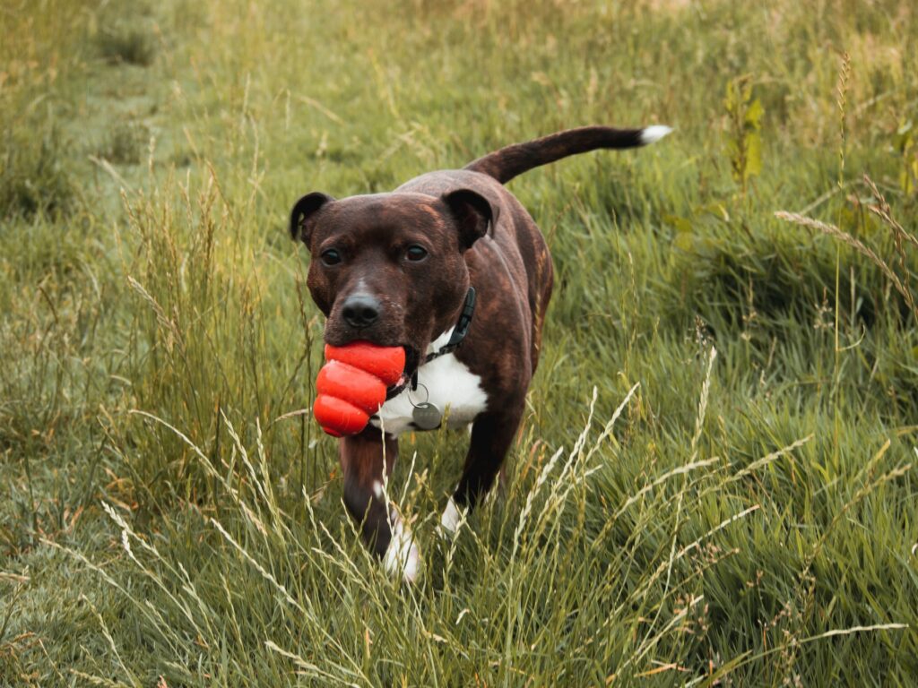 dog behavioral trained with dog kong toy
