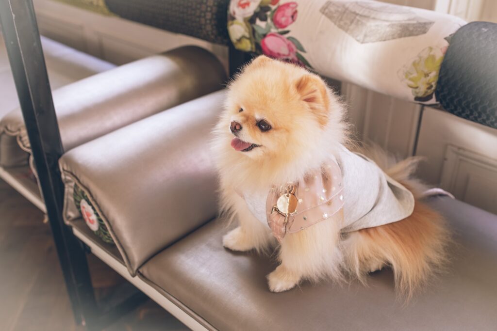 dressed pomeranian dog on sofa
