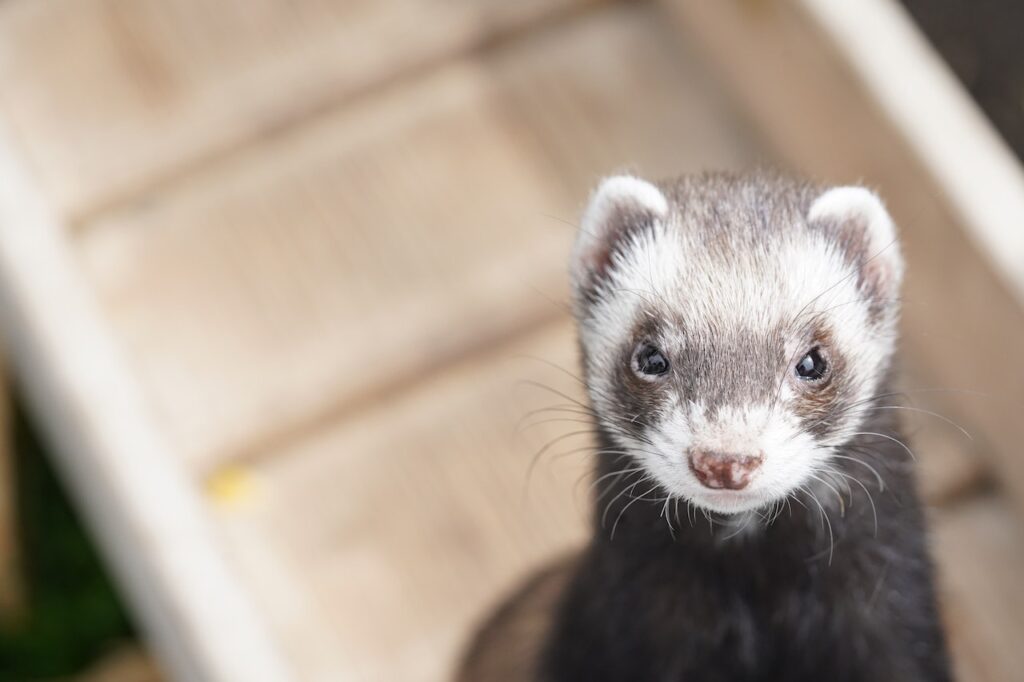 ferret close up portrait