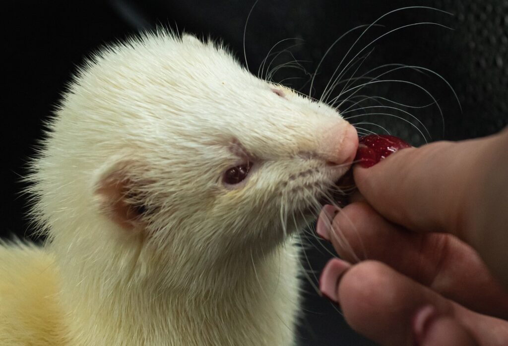 white ferret eating ferret diet