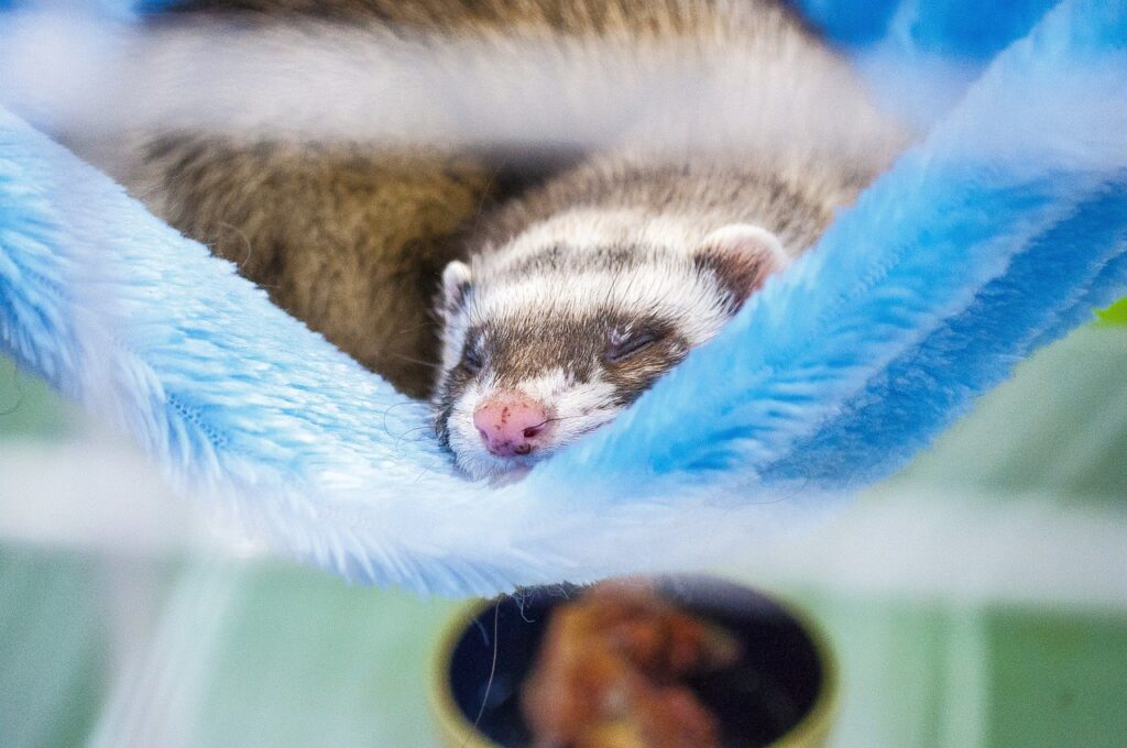 ferret in a ferret cage with toys