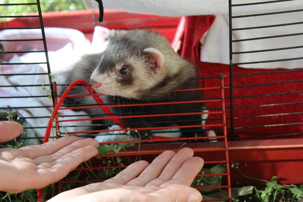ferret in a red ferret cage