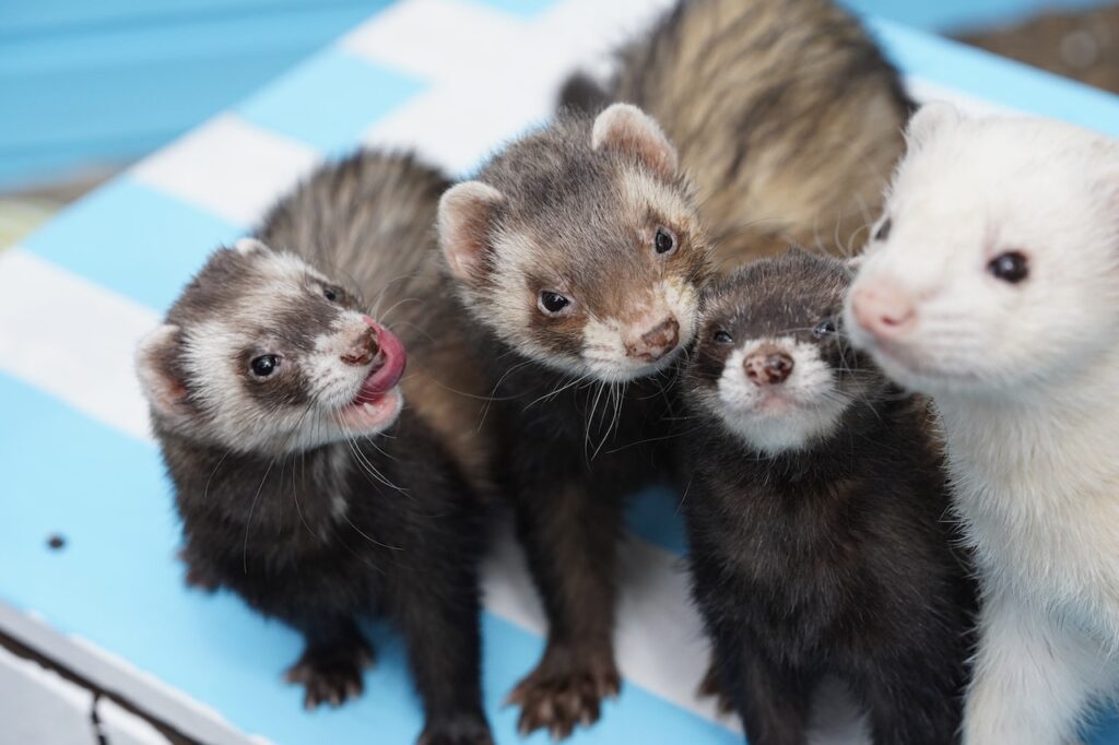 ferrets in different colors