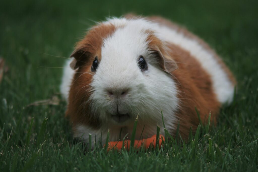 guinea pig on the grass