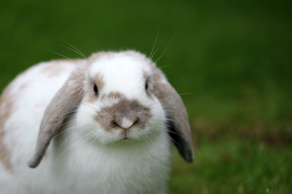 mini lop bunny pet