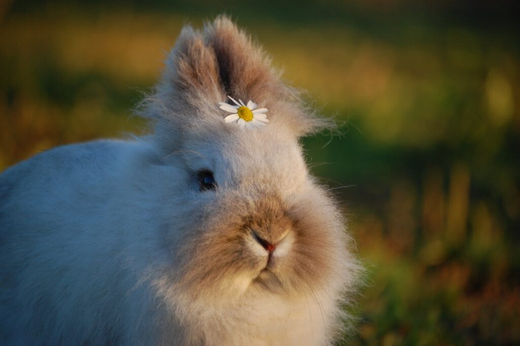rabbit pet with a flower