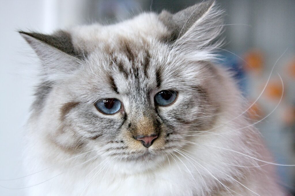 siberian cat breed hypoallergenic cats breeds