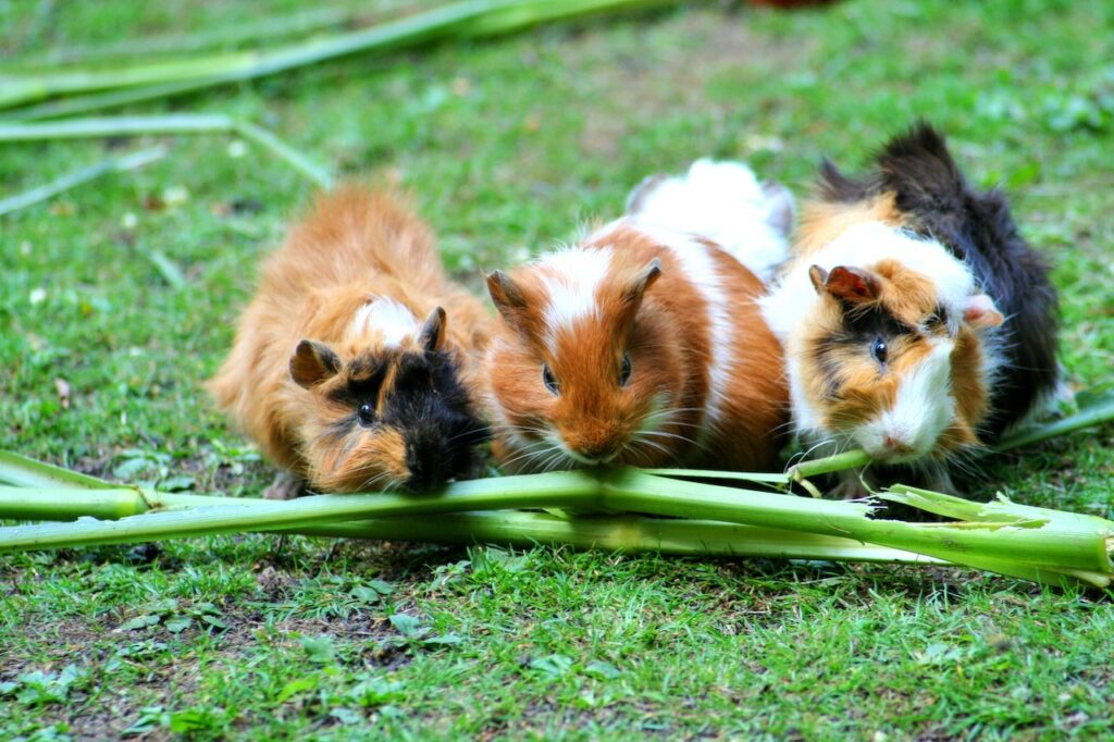 three Guinea Pigs eating