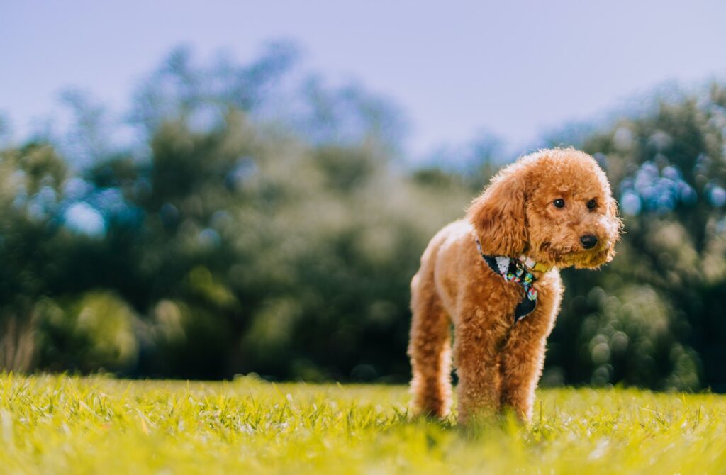 toy poodle in the  field