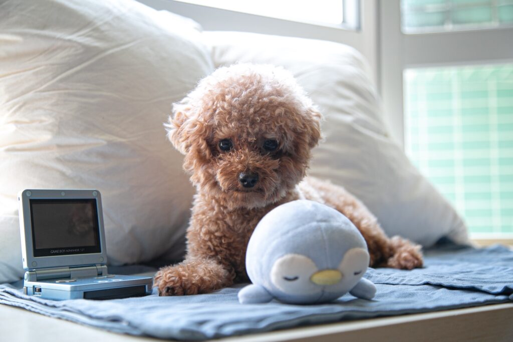 toy poodle with a toy