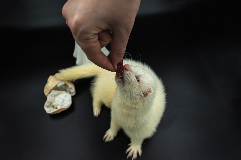 white ferret eating