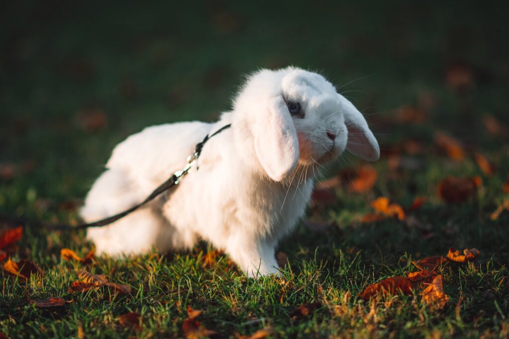 white holland lop bunny